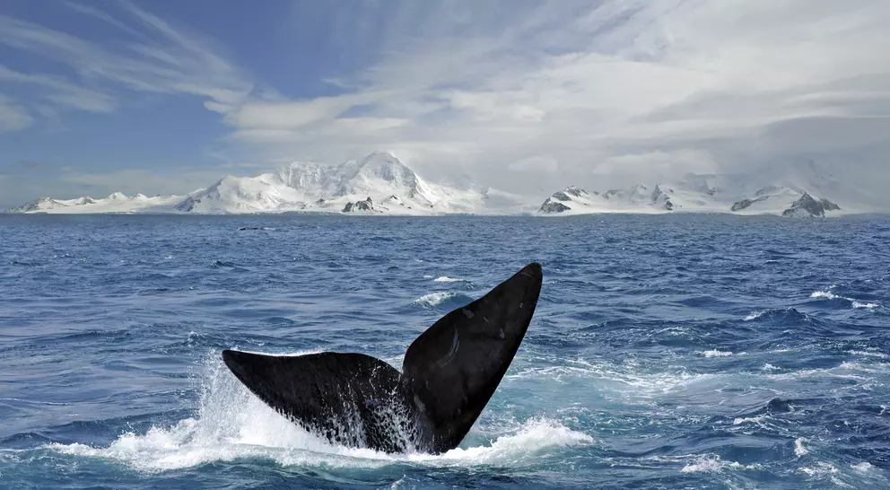 Whale tail in Antarctica 