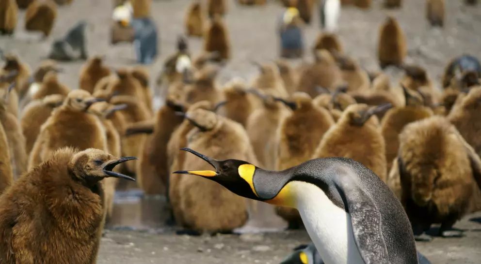 A group of emperor penguins, including adult and chick, on a rocky shore, with adults vocalizing and chicks nearby.