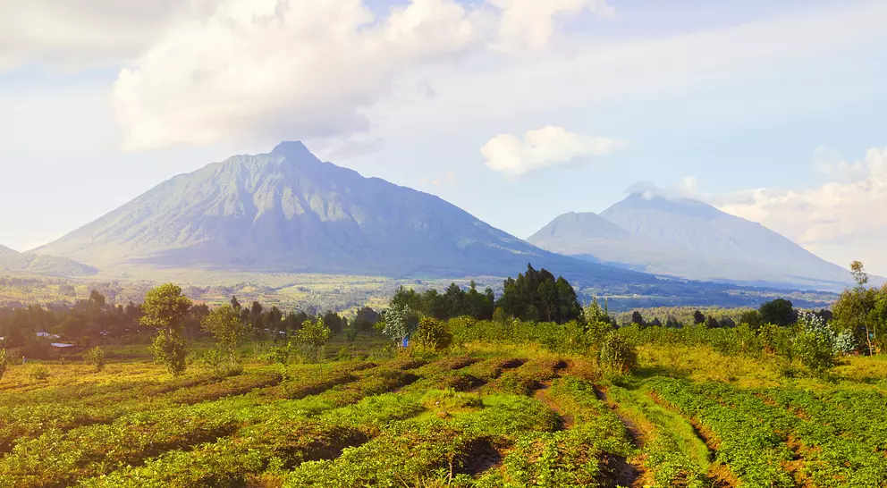 View of tea plantations and Virunga Mountains and Volcanoes