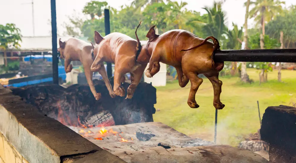 Three pigs hanging over a fire pit, ready for cooking, with greenery and buildings in the background.