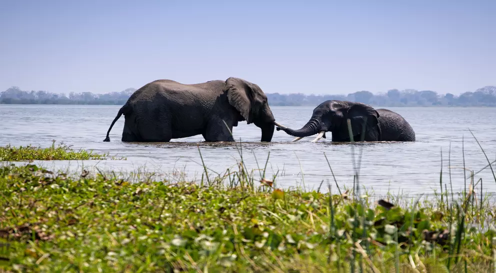 Two African elephants bathing in the Shire River