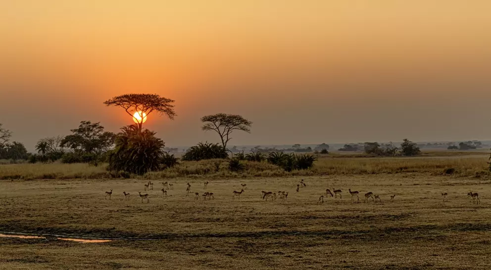 Panoramic image taken from hot air balloon of sunrise over Busanga Plains with grazing lechwes