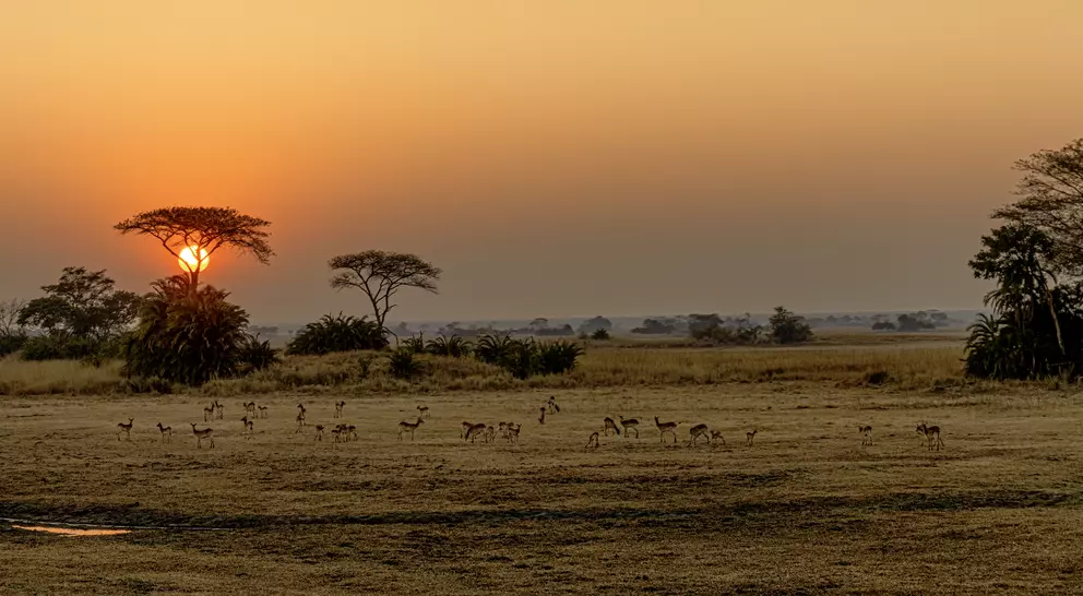 Panoramic image taken from hot air balloon of sunrise over Busanga Plains with grazing lechwes