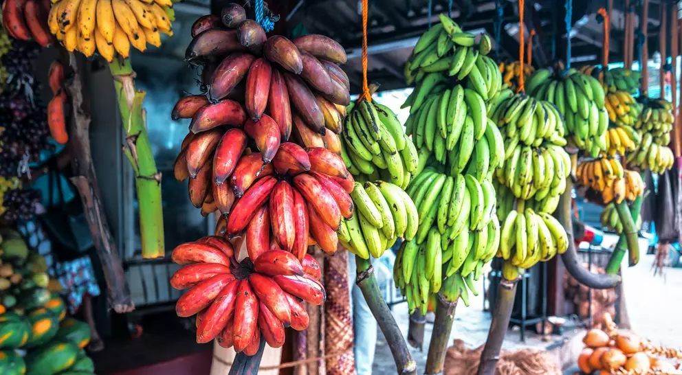 A colorful display of red, green, and yellow bananas hanging in a market setting.