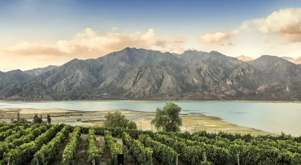 Malbec vineyard in the Andes mountain range, Mendoza province, Argentina