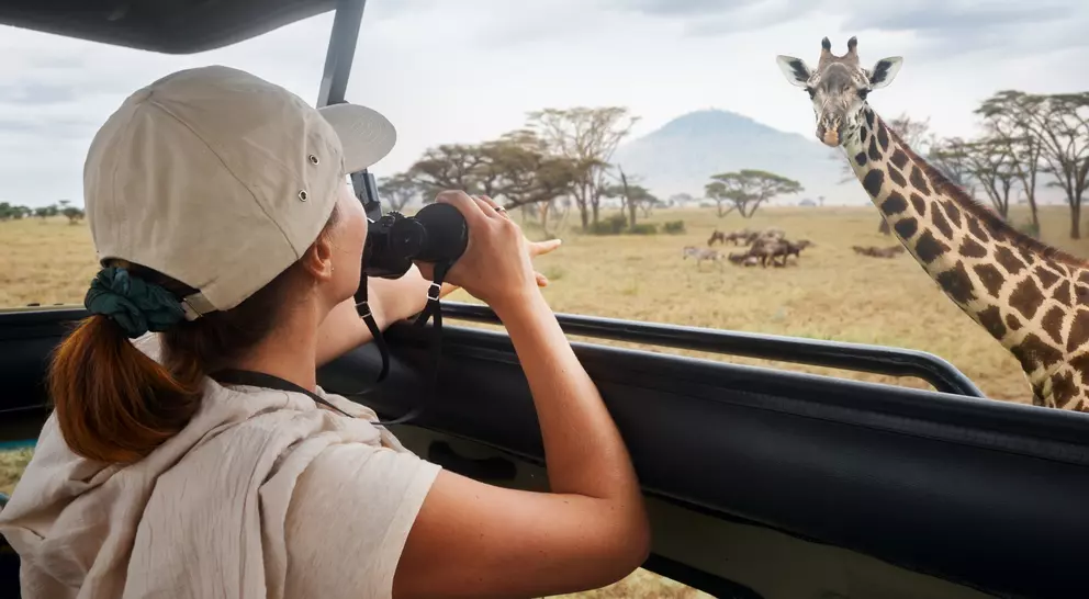 A person in a hat observes a giraffe through a safari vehicle window in a grassy landscape.