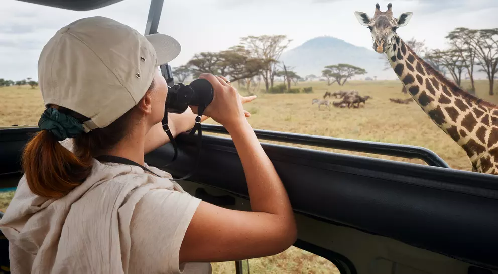 A person in a hat observes a giraffe through a safari vehicle window in a grassy landscape.
