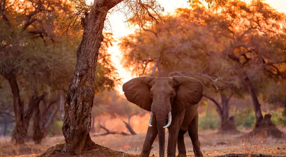 Elephant bull standing between big trees at sunset in the riverfront area