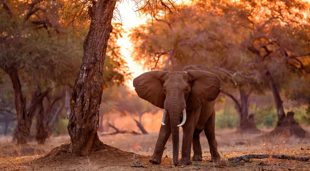 Elephant bull standing between big trees at sunset in the riverfront area