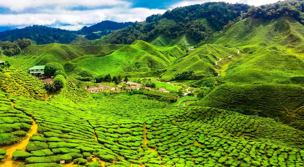 View over the bright green tea plantations and rolling hills