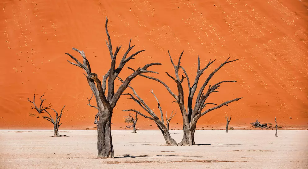 Black Dead Camelthorn Trees in dry Desert Salt Basin Landscape in front of huge orange desert sand dune
