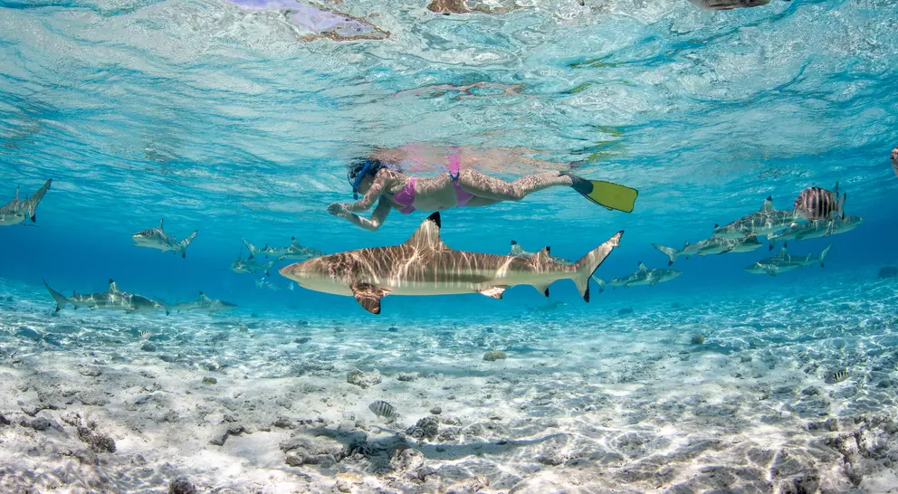 A underwater scene featuring a swimmer and a shark among colorful fish in clear blue water.