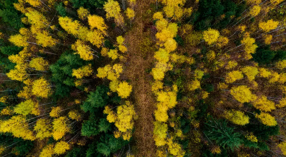 An aerial of a small path through colorful mixed boreal forest with spruce and birch trees in Estonian nature