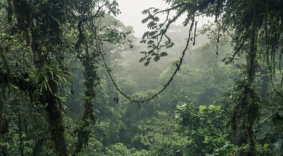The Monteverde Cloud Forest Reserve is a Costa Rican reserve located along the Cordillera de Tilarán where there are more than 3,200 species of plants.