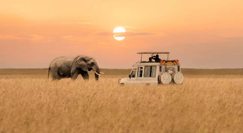 Lone African elephant walking with blurred foreground of savanna grassland and blurred tourist car stop by watching during sunset
