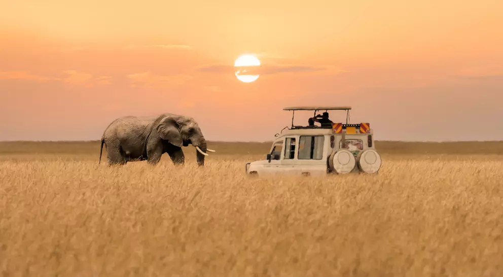 Lone African elephant walking with blurred foreground of savanna grassland and blurred tourist car stop by watching during sunset