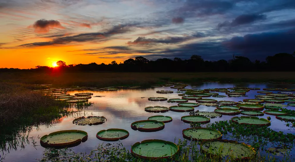 A magnificent sunset over a lake filled with giant water lilies