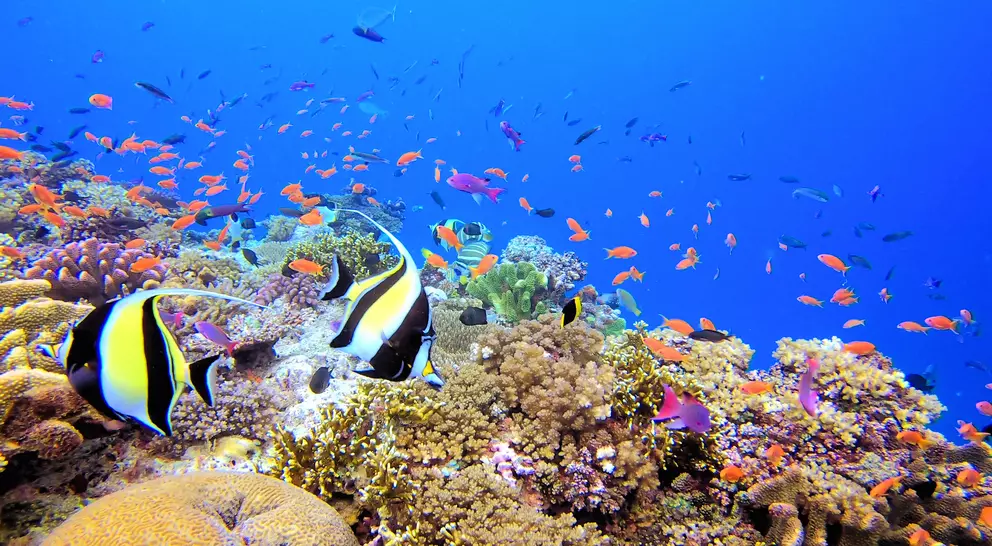 Diving with beautiful fish on coral reef in the pacific ocean off of the southern shores of the main island