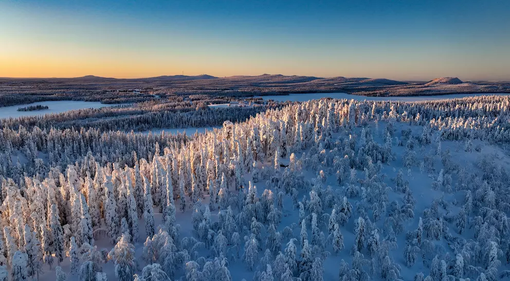 Aerial drone view above sunlit, snow covered trees on top of a hill, golden hour