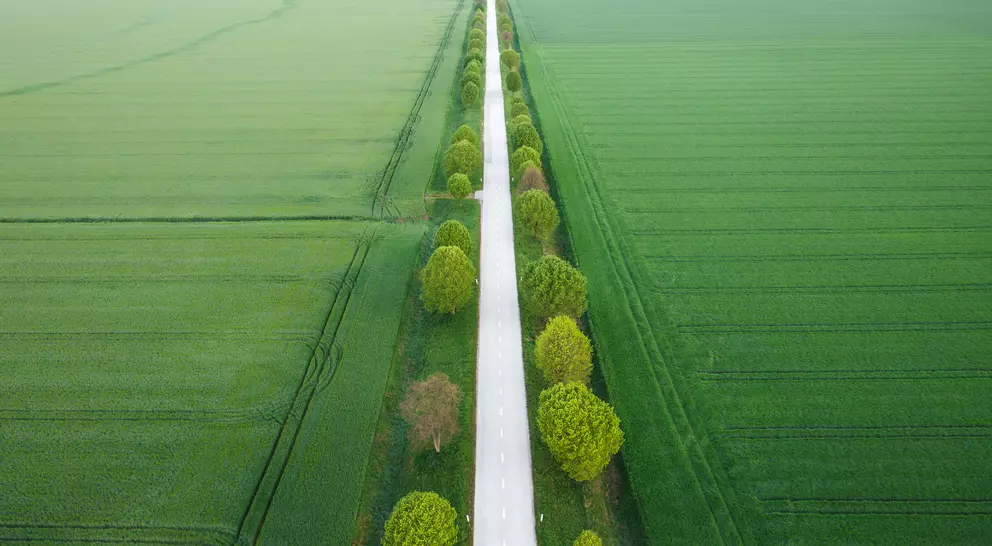 Aerial view on idyllic tree-lined country road through the wheat fields.