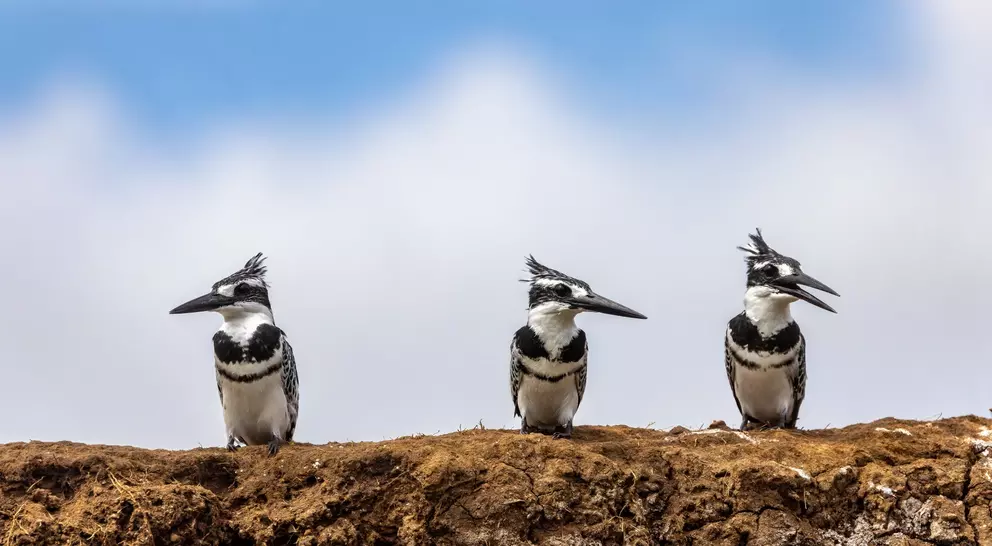 Three mature male African pied kingfishers ceryle rudis, perched on the banks of Lake Edward
