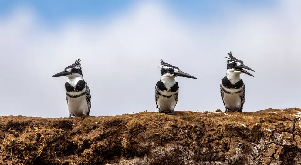 Three mature male African pied kingfishers ceryle rudis, perched on the banks of Lake Edward