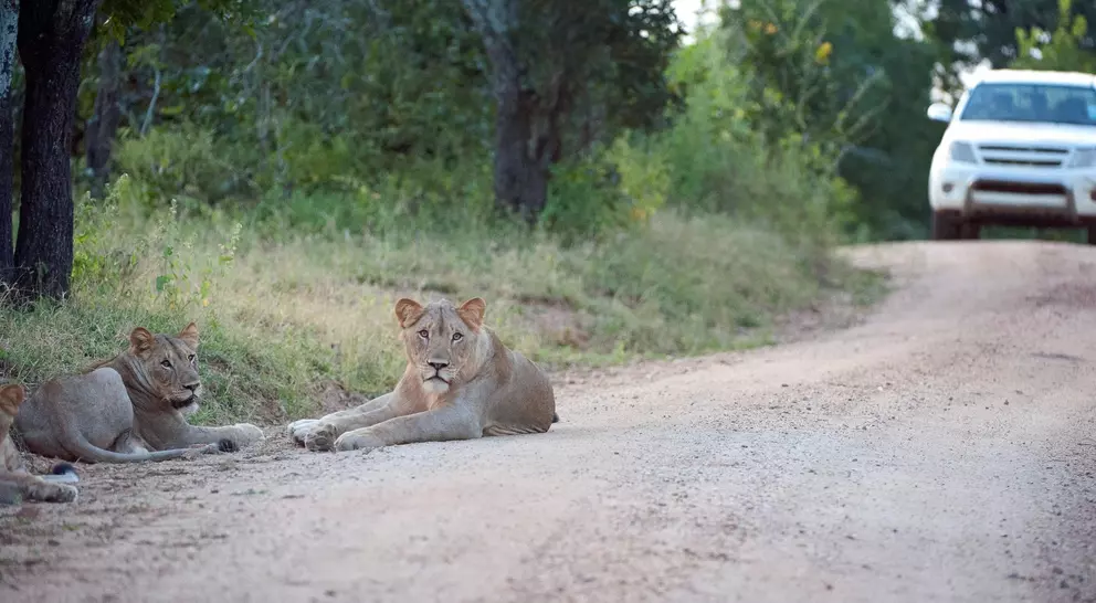 Two lions lounging beside a dirt road, with a white vehicle approaching in the background.