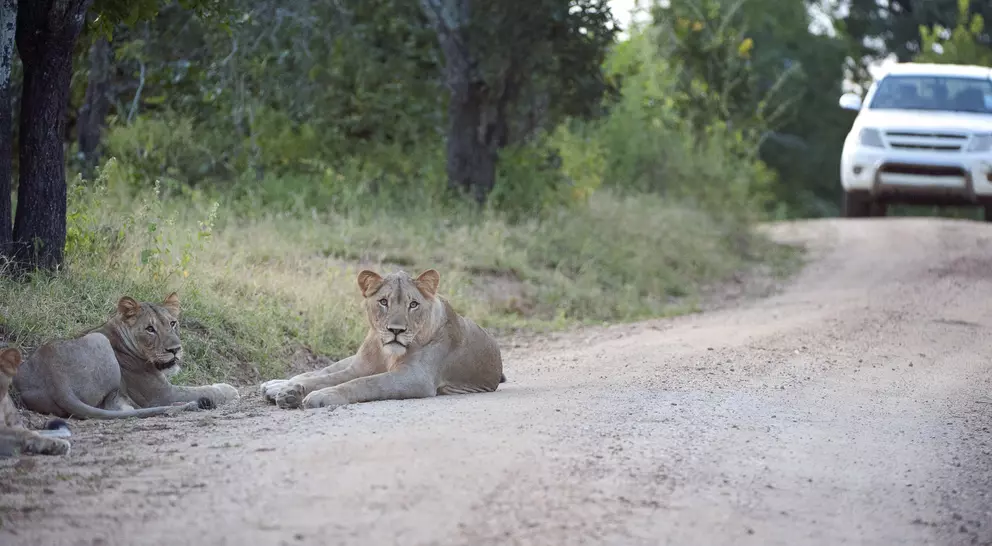 Two lions lounging beside a dirt road, with a white vehicle approaching in the background.