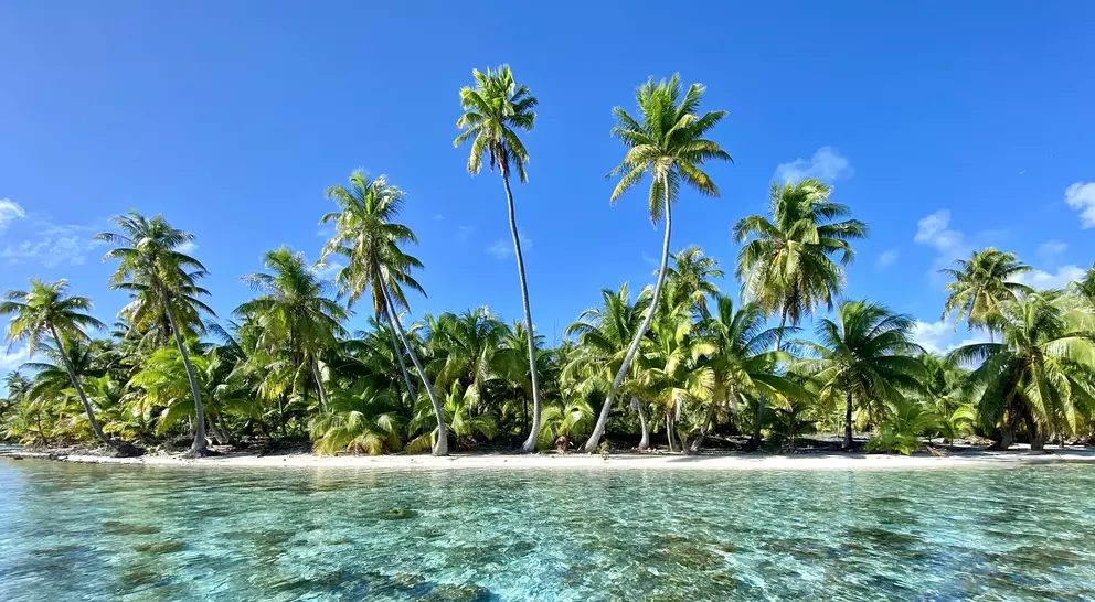 Palm trees loom over shallow and clear water