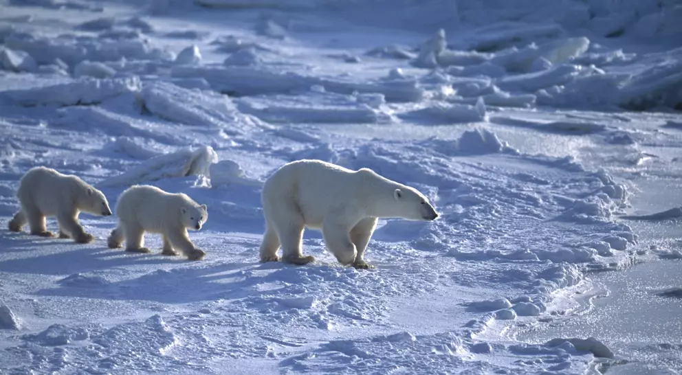Mother and her two polar bear (Ursus maritimus) cubs traveling across the ice fow of the Hudson Bay.