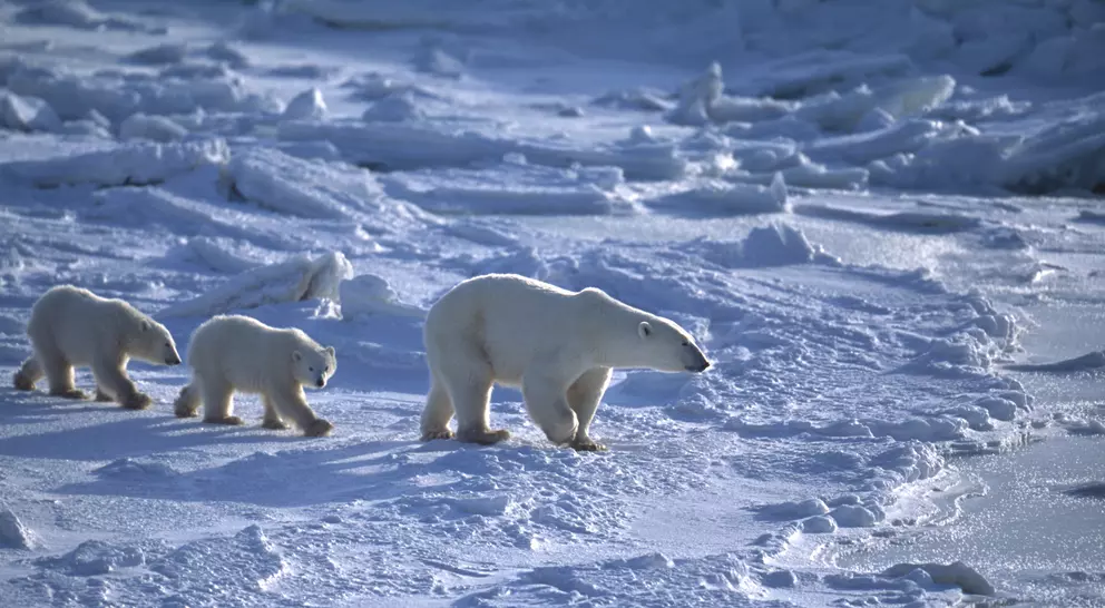 Mother and her two polar bear (Ursus maritimus) cubs traveling across the ice fow of the Hudson Bay.
