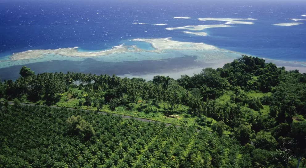 Aerial view of a Oil Palm (palm oil) plantation by the sea