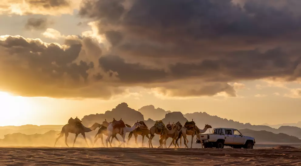 A caravan of camels walking through a desert at sunset, alongside a parked white vehicle against a backdrop of mountains.