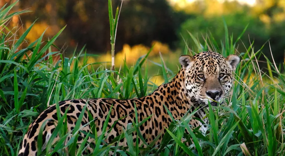 Large male Jaguar (panthera onca) found in the densely forested Amazon jungle