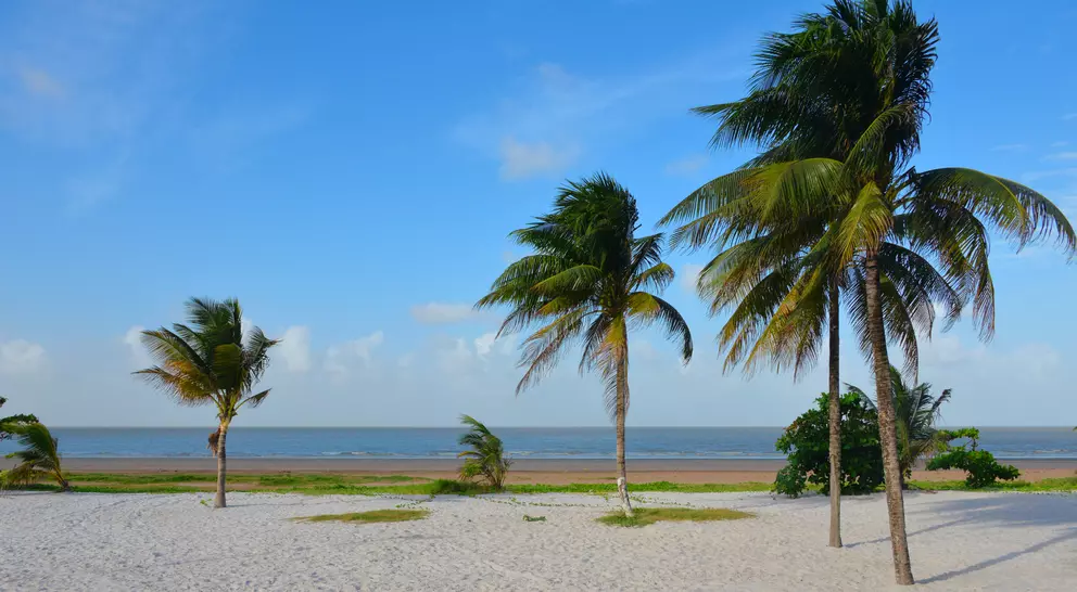 A serene beach scene with palm trees swaying in the breeze and a calm ocean under a blue sky.
