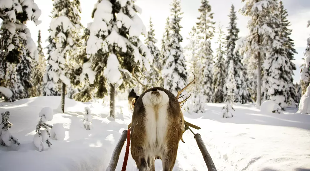 Reindeer Sleigh Ride
