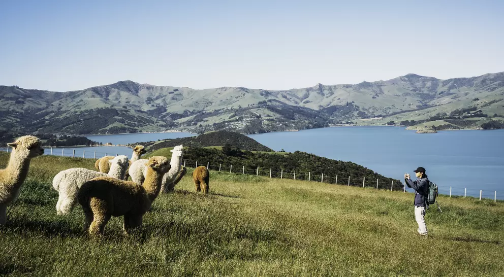 A person takes a photo of several llamas in a grassy field with a lake and hills in the background on a clear day.