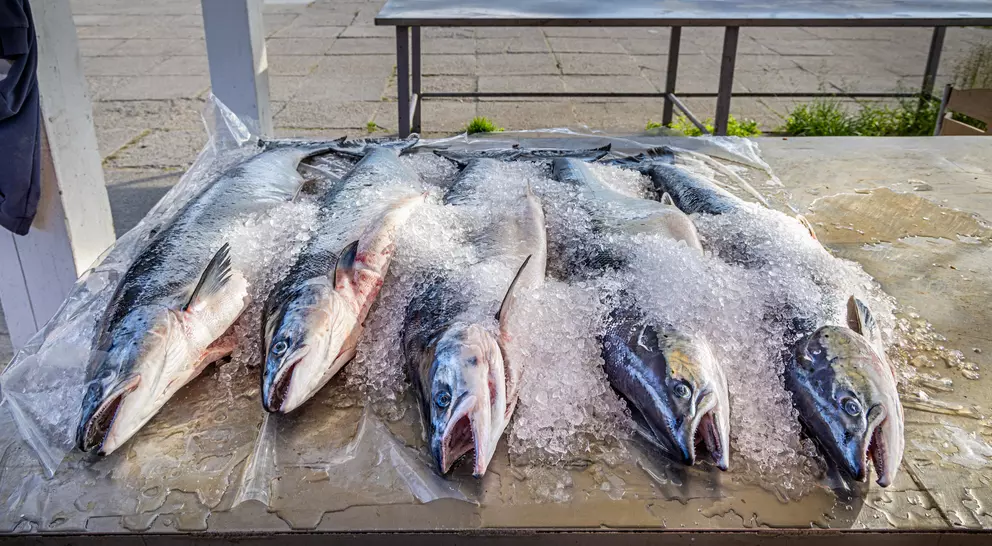 Six fish are displayed on ice on a table, with a focus on their heads and glistening scales.