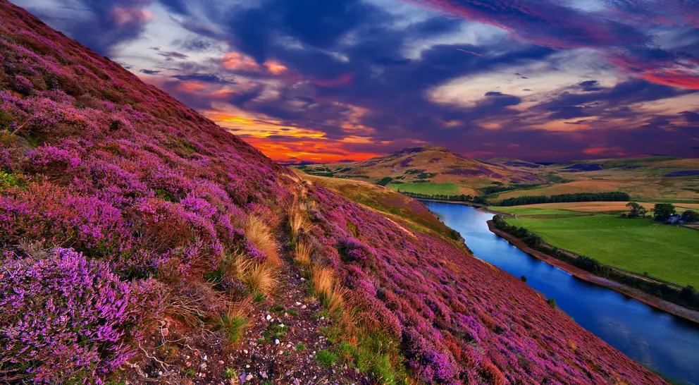 Vivid colorful landscape scenery with a footpath through the hill slope covered by violet heather flowers and green valley, river, mountains and cloudy blue sky on background