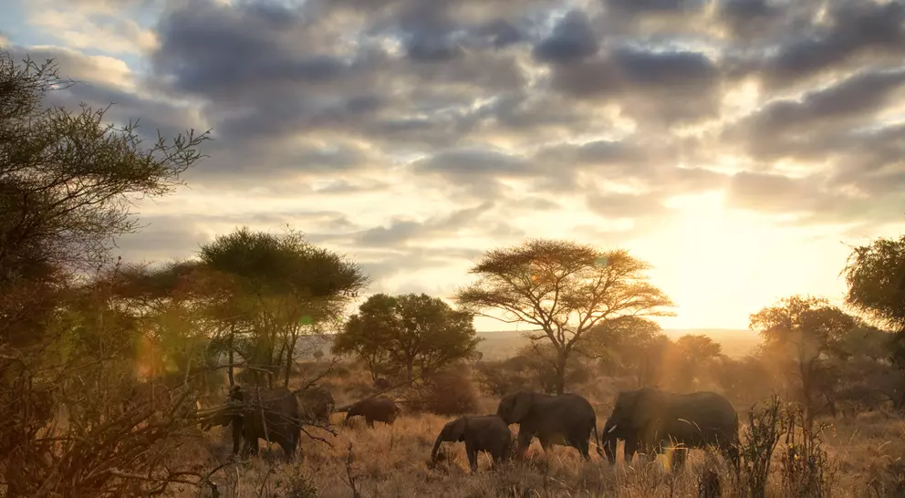 A family of elephants at sunset