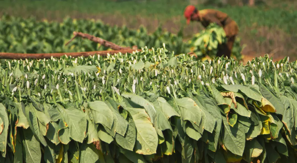 Picking and drying tobacco leaves