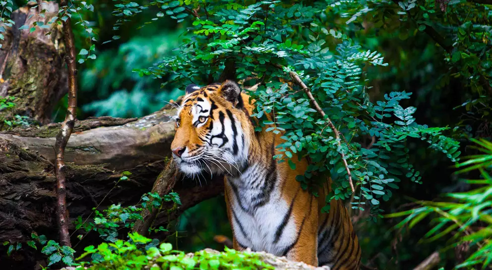 Tiger peaking out from behind the bushes