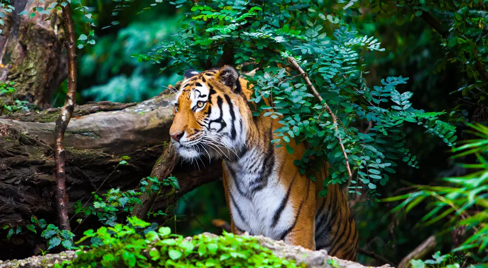 Tiger peaking out from behind the bushes