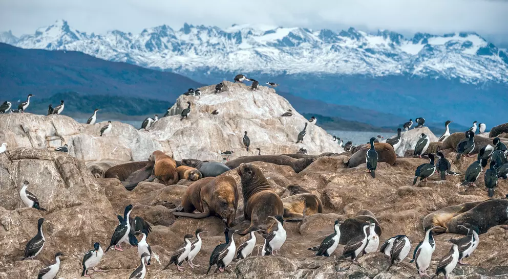 Sea lions and King Cormorant penguin colony sits on an Island in the Beagle Channel