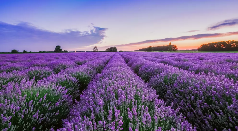 Sunrise and dramatic clouds over lavender field