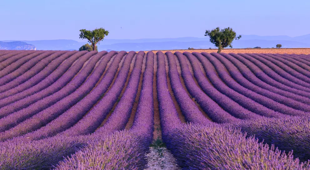 Lavender field summer sunset landscape with two tree near Valensole