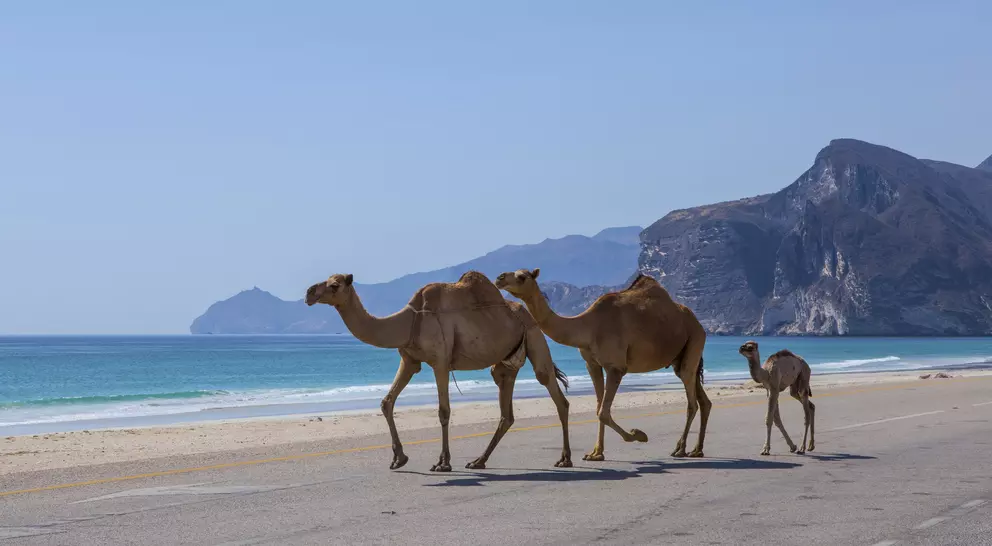 Three camels, including a baby, cross a road by the beach with mountains in the background under a clear blue sky.