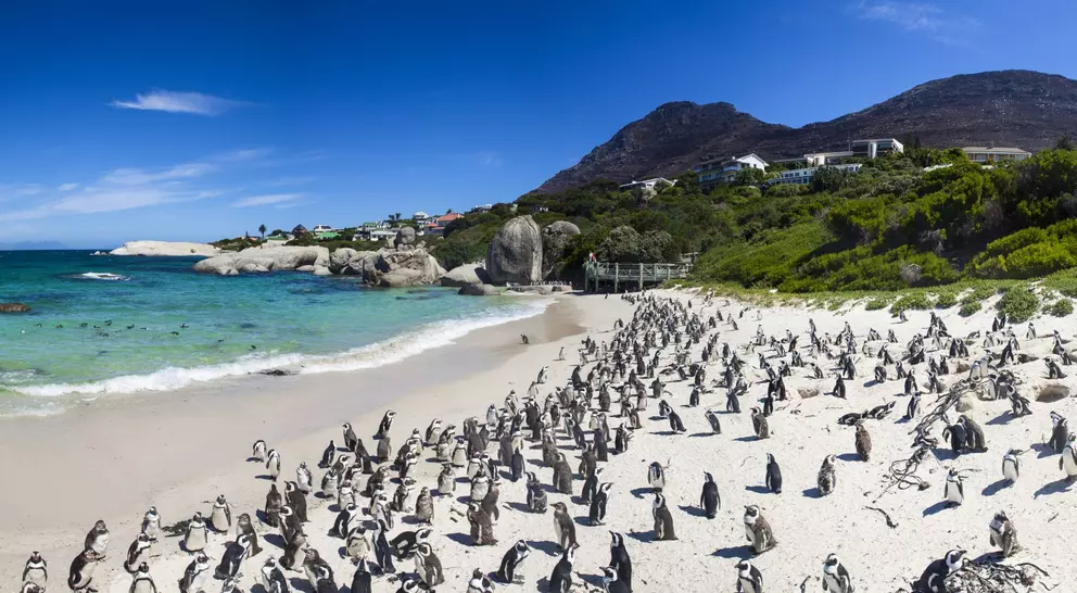 A panoramic view of a beach with numerous penguins gathered on the sand, surrounded by blue water and green cliffs.
