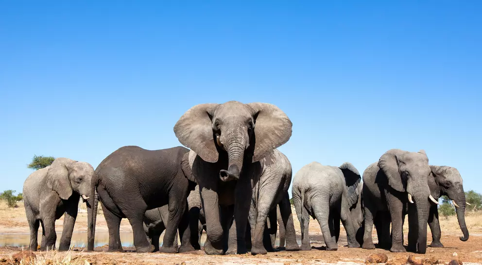 Elephants at waterhole