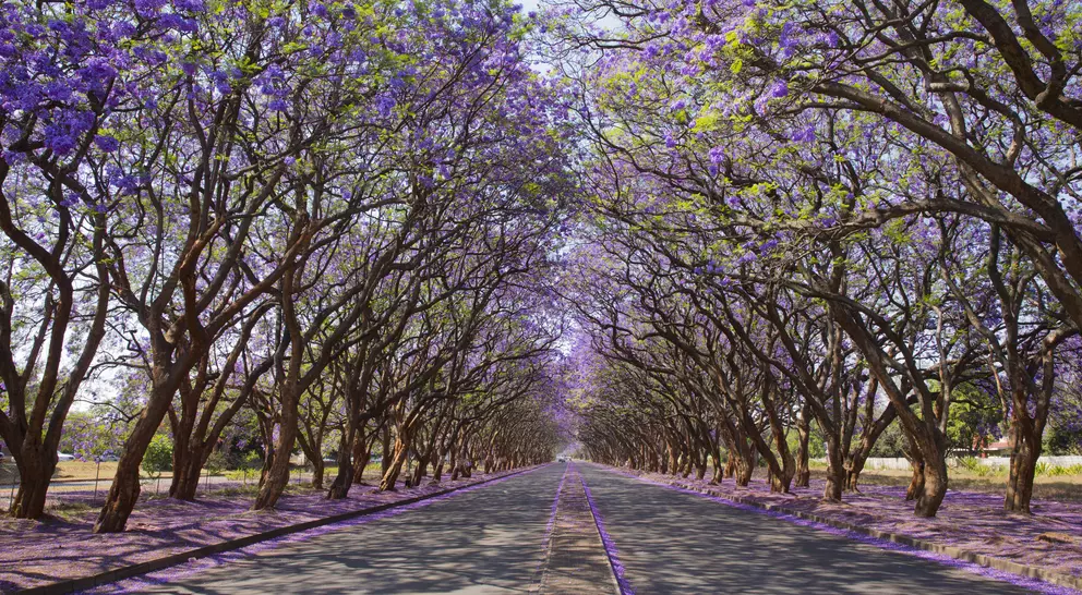 Jacaranda trees (Jacaranda mimosifolia), lining Milton Avenue